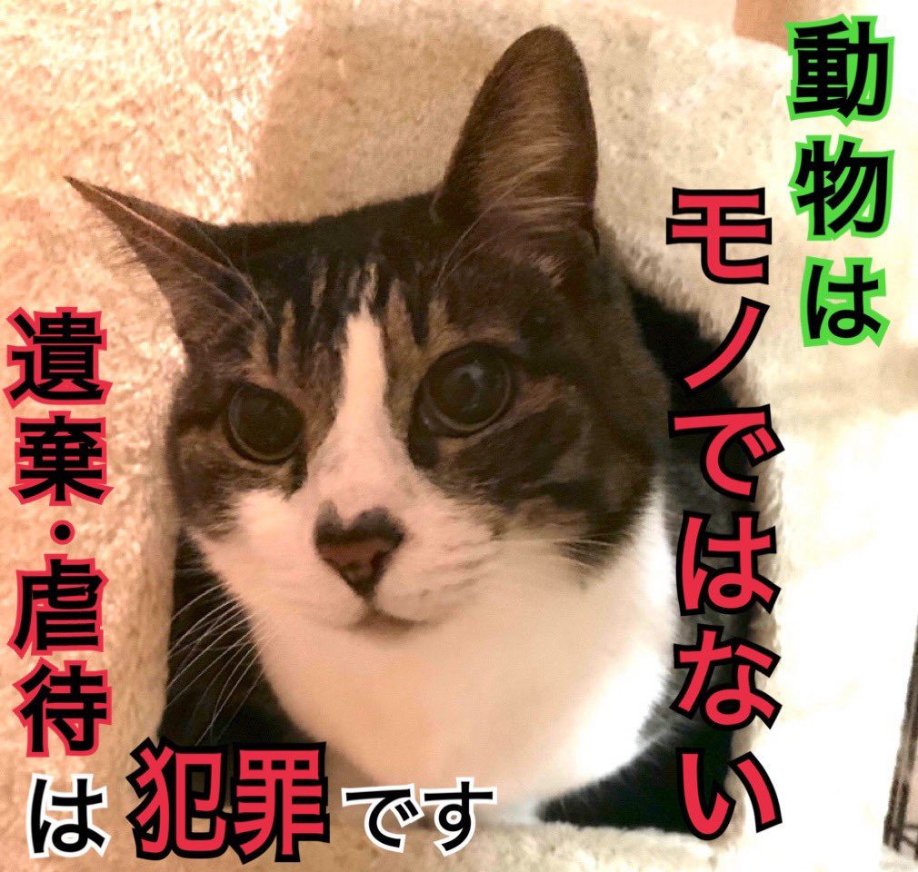 ぷーちゃん tweet media