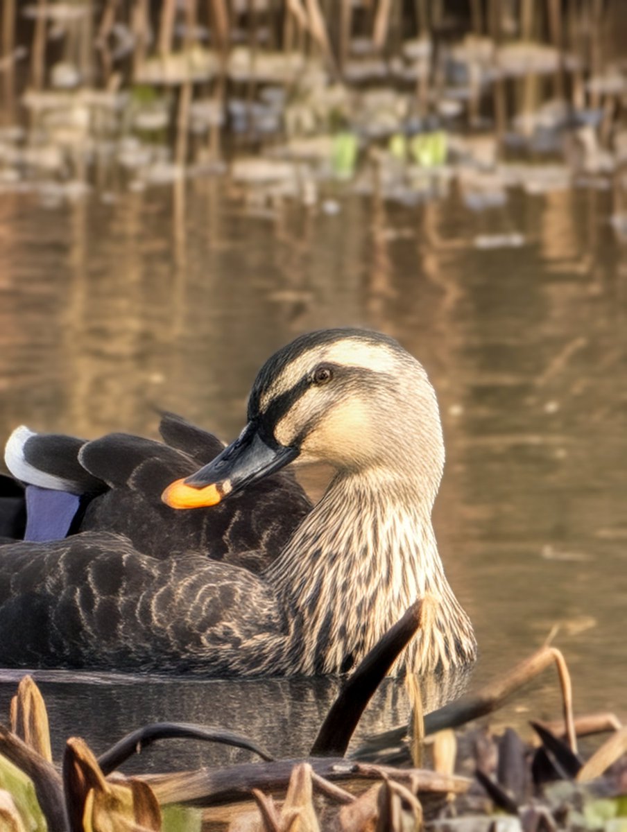 健人(けんてぃー👑) tweet media