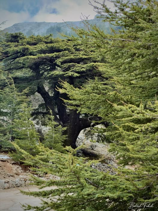 أماليا نبيل♥️🎼 tweet media