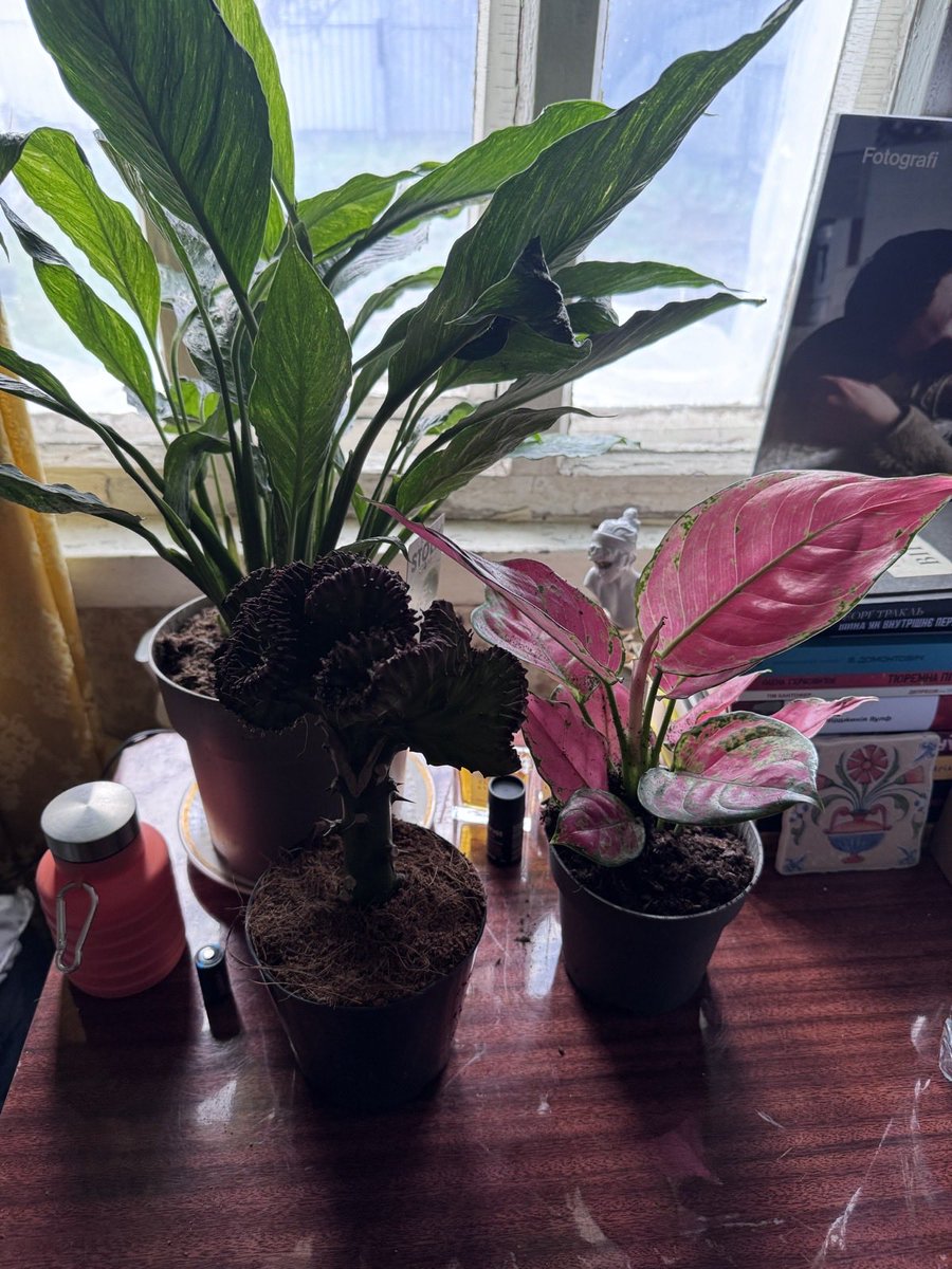 почвара звичайна tweet media