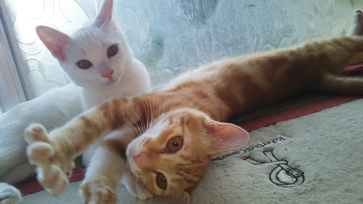 uedossu's tweet photo. 私の子達、やっぱり可愛い
#猫好きさんと繋がりたい
#猫のいる暮らし https://t.co/4dw0H7WUsG