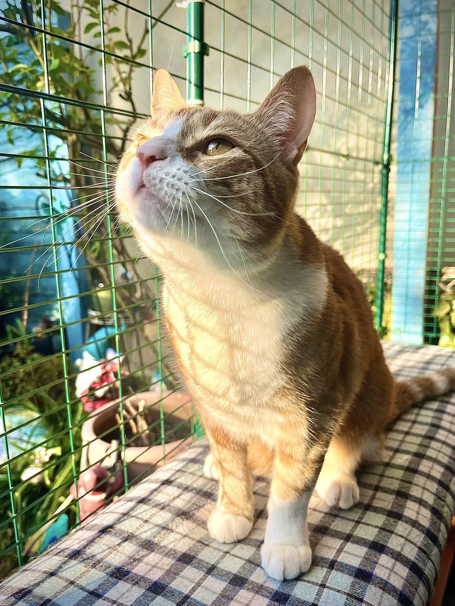 Malcolm & Baby Dog tweet media