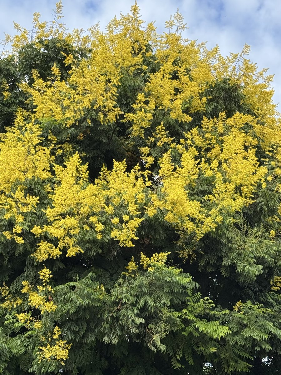 ElGordoDeAlLado tweet media