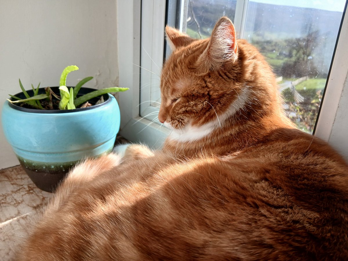 Janie & Sooty tweet media