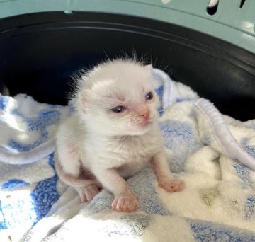 animalsbabyy's tweet photo. https://t.co/flNZ575GNm