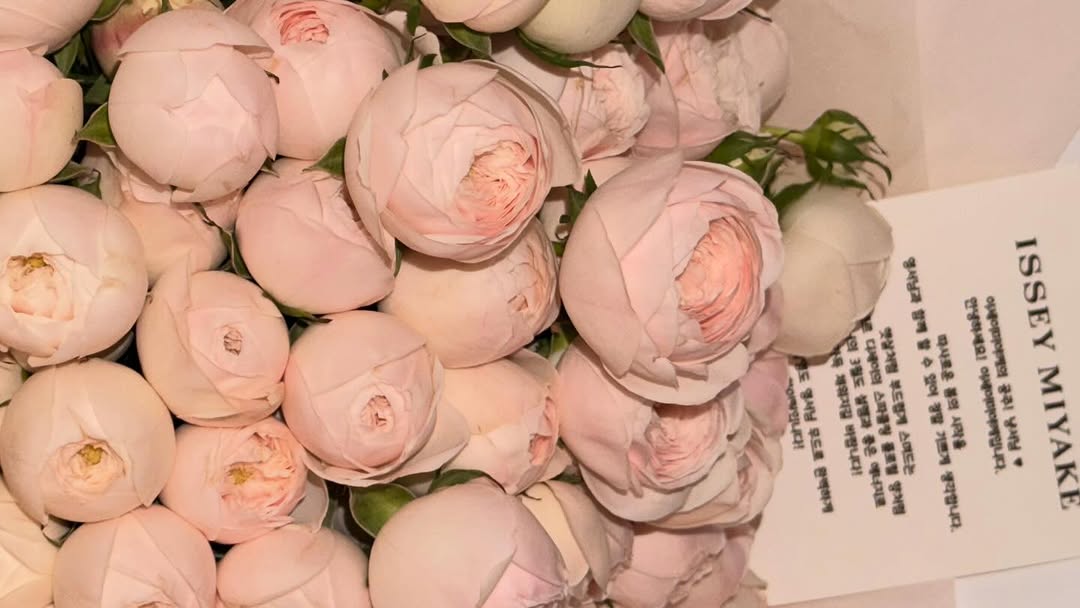 LEE YOUNGSEO GLOBAL tweet media