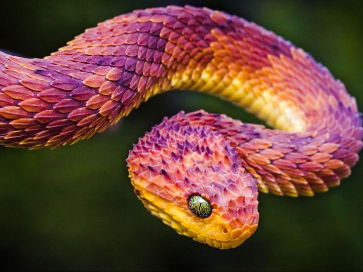 bandom as animals tweet media