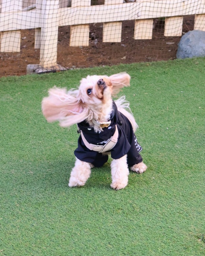 れんげ🍥めんま tweet media