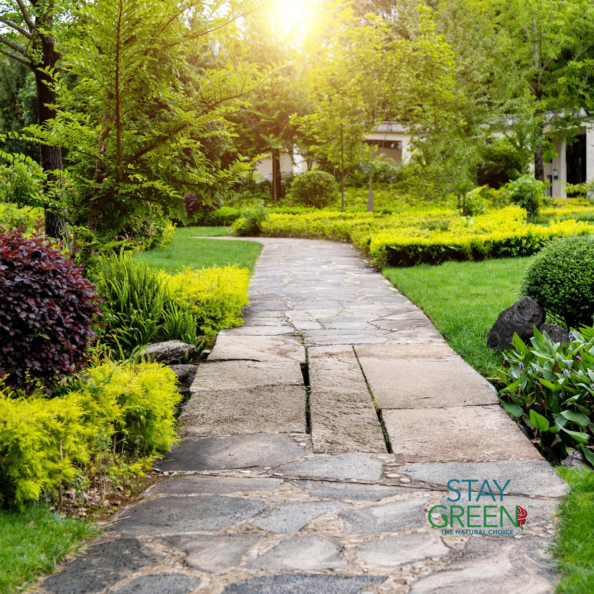 Stay Green tweet media