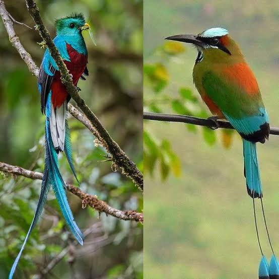 Stephanie Mireles tweet media