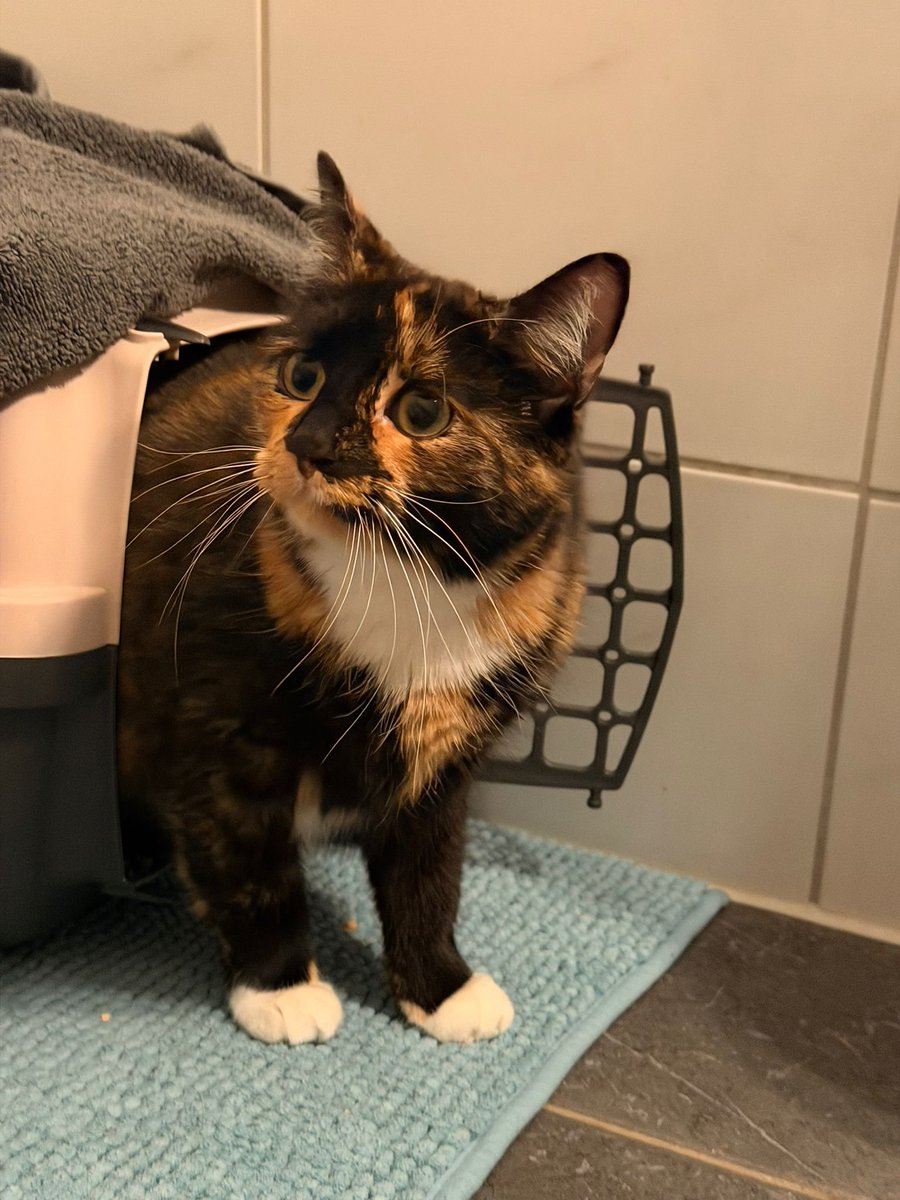 Maihopawango tweet media