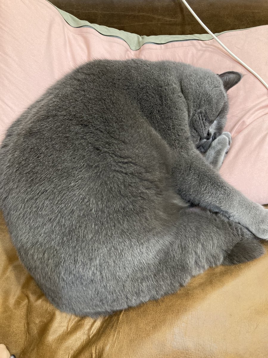 ケナコデラックス❤️ tweet media