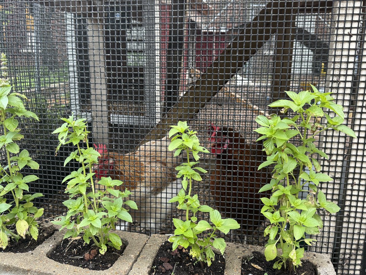 Maria Paoli-Vega tweet media