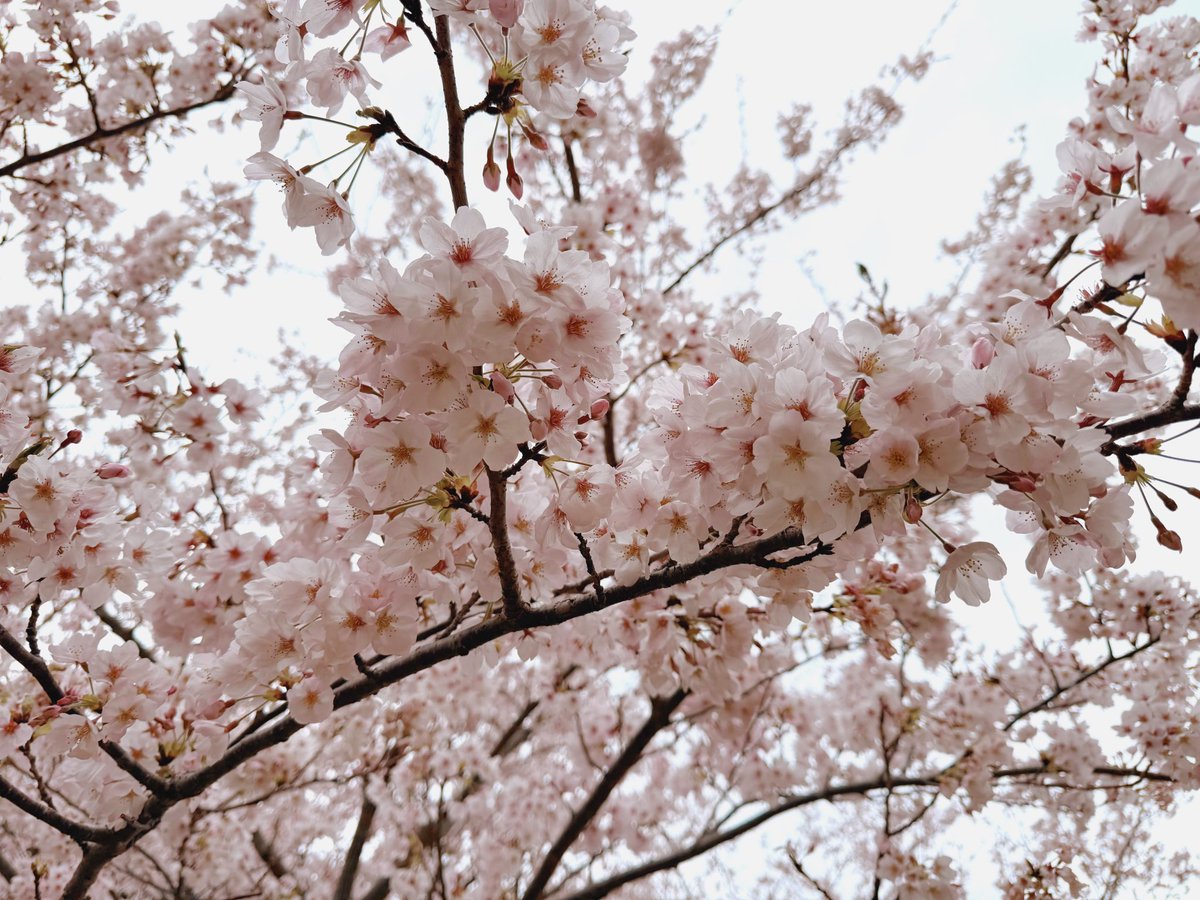 Kamui_310 tweet media