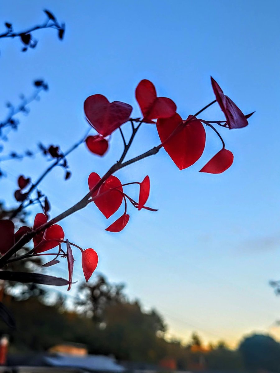 Cyndi..🌻🌹💙🩵🎶 tweet media