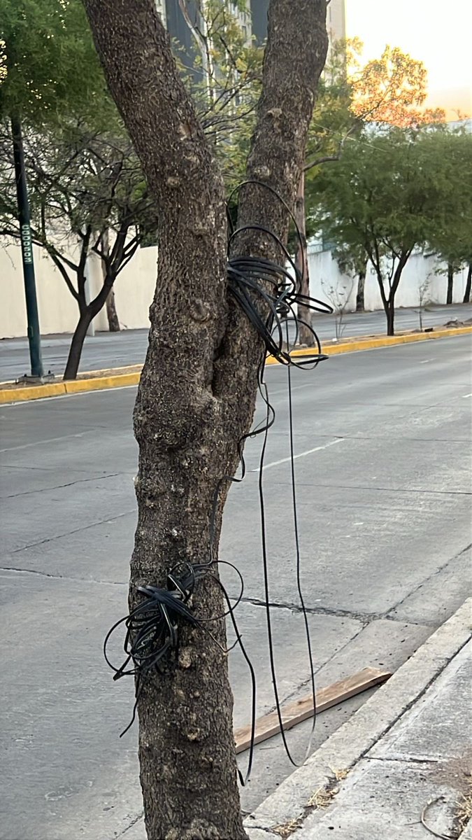FURAmx's tweet photo. No pasemos de largo, los árboles de León, Gto son de todos los ciudadanos de León, Gto.
Reporta cuando veas un ejemplar así, evita amarrar cables o cuerdas, retira lo que daña si no presentan un riesgo para ti. Cerro Gordo entre López Sanabria y Villa de Guadalupe @ambiente_leon https://t.co/Bmt4J2FPJ3