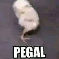 haltha²⁶ tweet media