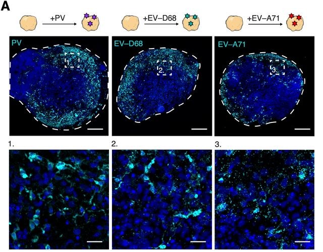 preLights tweet media