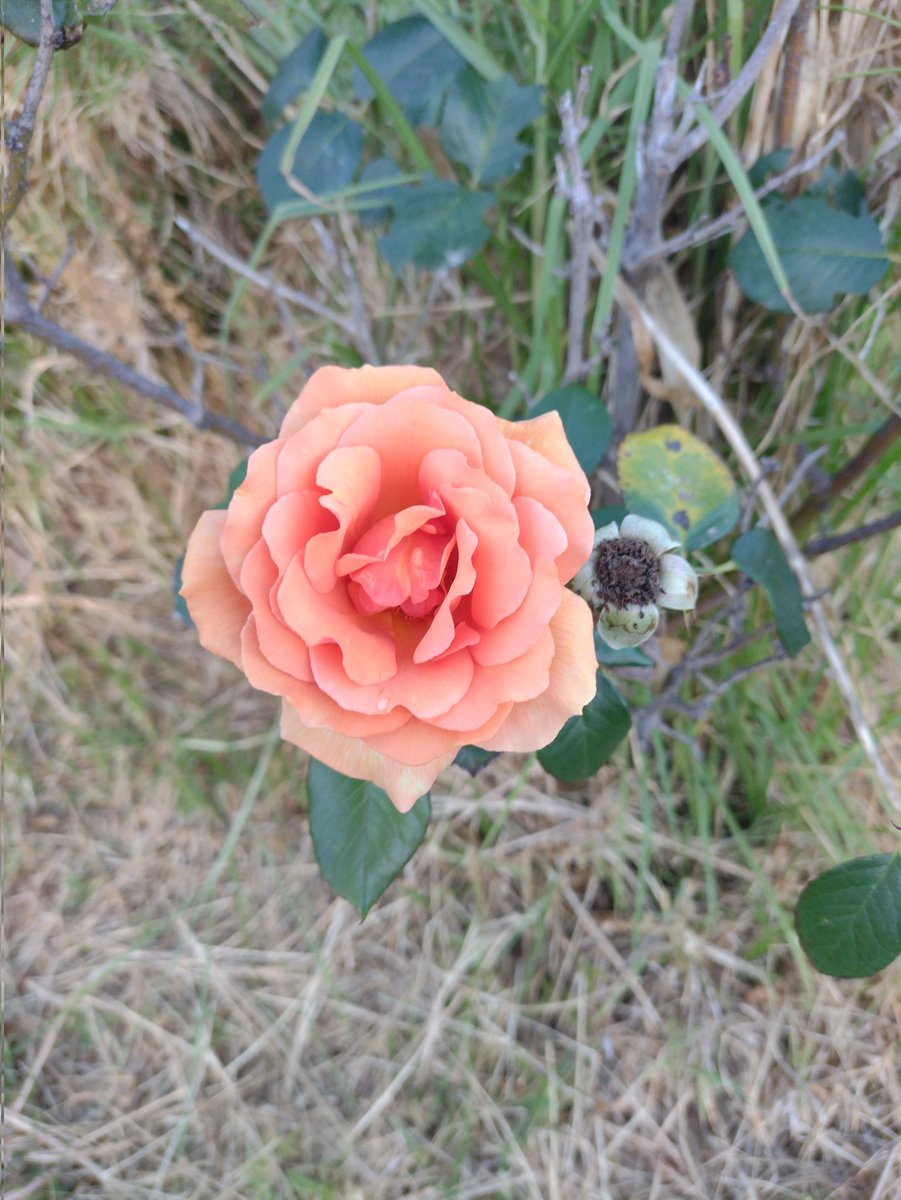 Dienece Darling tweet media