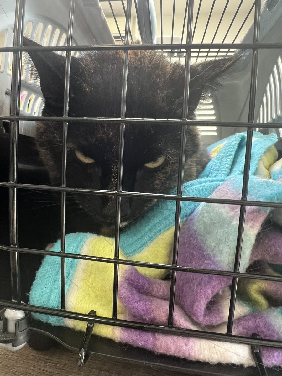 Morphthecat 💗 tweet media