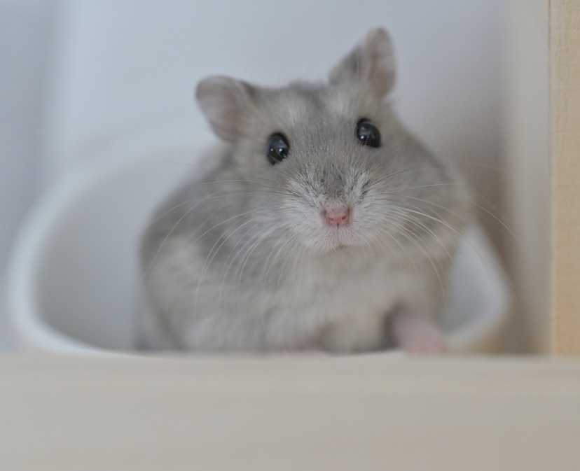 ペロ木村 tweet media