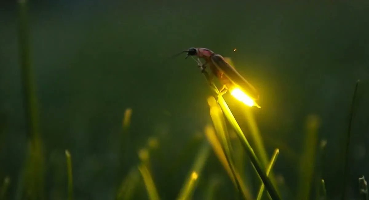 Give A Shit About Nature tweet media