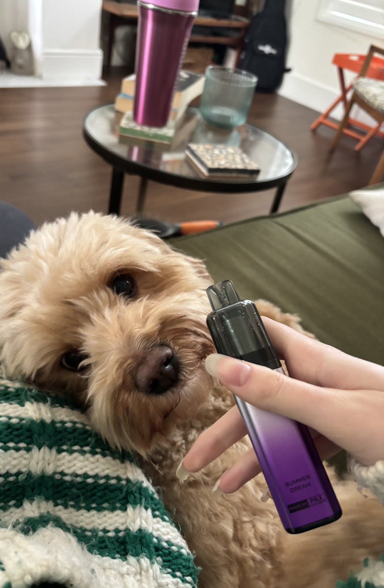 lilailanine's tweet image. Babys first hayati summer dream #joke #noAnimalCruelty #theRSPCA