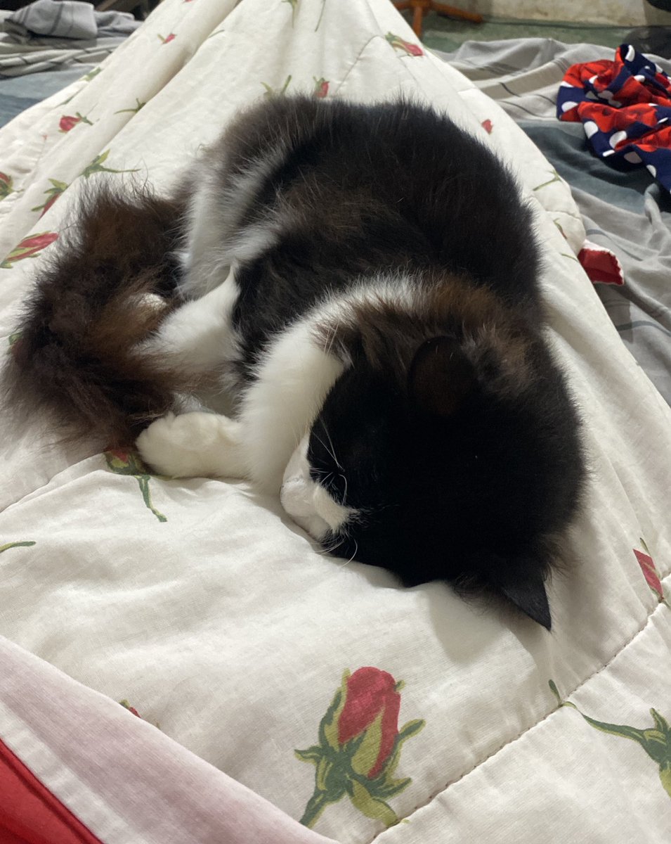 celly ruindade pura tweet media