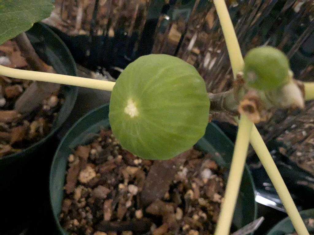 Zone6figger tweet media