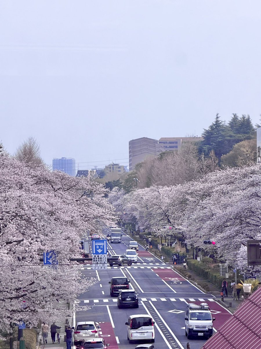 tougeikunitachi's tweet image. 国立駅下り線ホームからは、赤い屋根の駅舎越しに大学通りの桜並木を見ることができます。

From the westbound platform of Kunitachi Station, you can see the cherry trees lining Daigaku-dori Avenue just beyond the iconic red-roofed station building.

#さくら #陶芸工房 #pottery #国立市