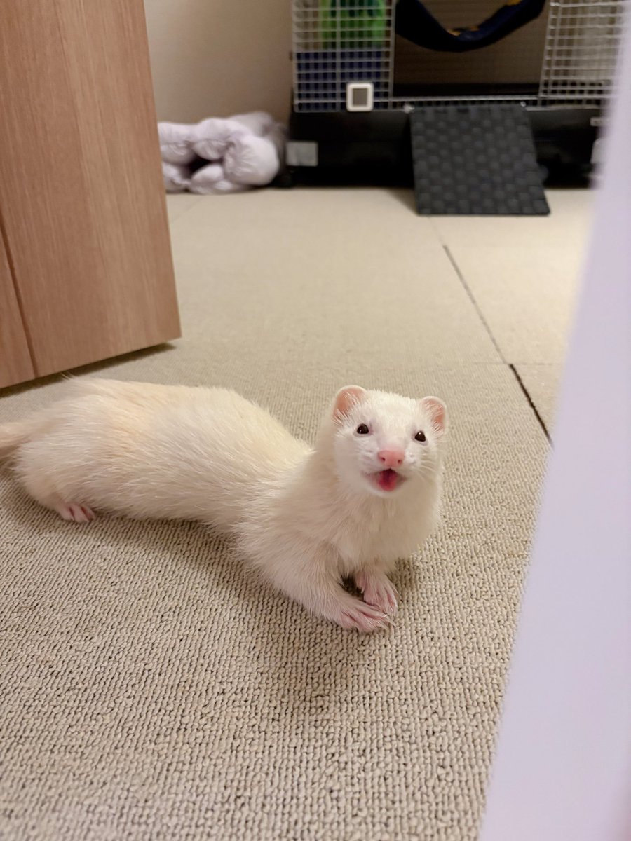 ウユちゃん tweet media