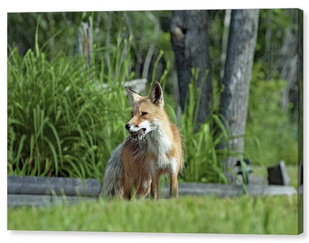 Shonna Hawkins Photography tweet media