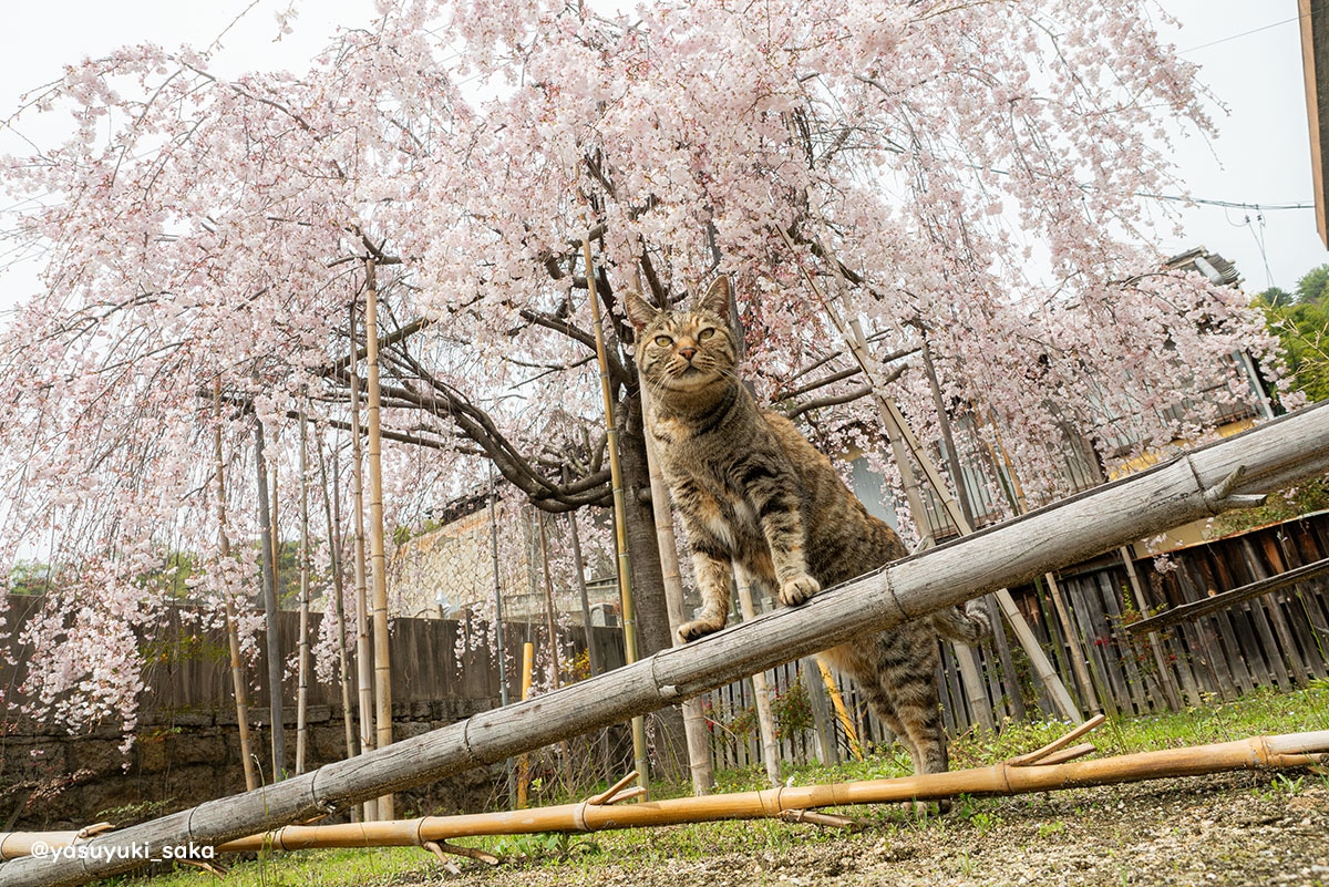 yasuyuki_saka's tweet image. ねこ。 #猫 #ねこ #cat #猫写真