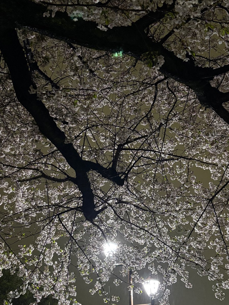 pirikafill's tweet photo. 雨の夜の桜 https://t.co/zzTtToeWyg