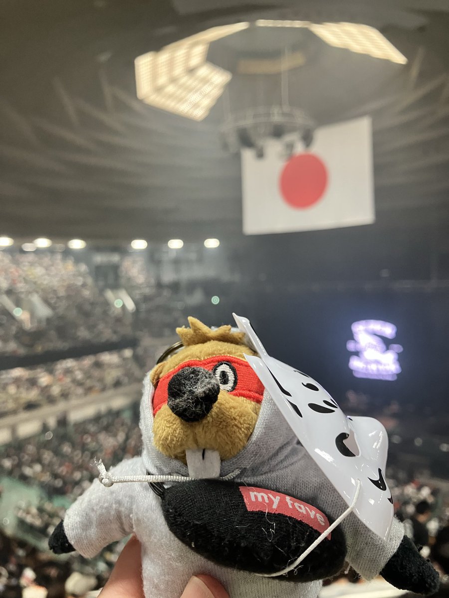 アッキー🦫 tweet media