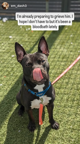 NMBewitched's tweet image. Raisinet💔🎯
Kill Command 
#FostersSaveLives 

Our face of 2026 
#NewYearsDog 

Beloved for his happy #PittieBunny style
Affectionate, playful 
Now his life hangs in the balance

Never given enough exercise, attention or security to thrive. 

We are failing him. 
He needs time.