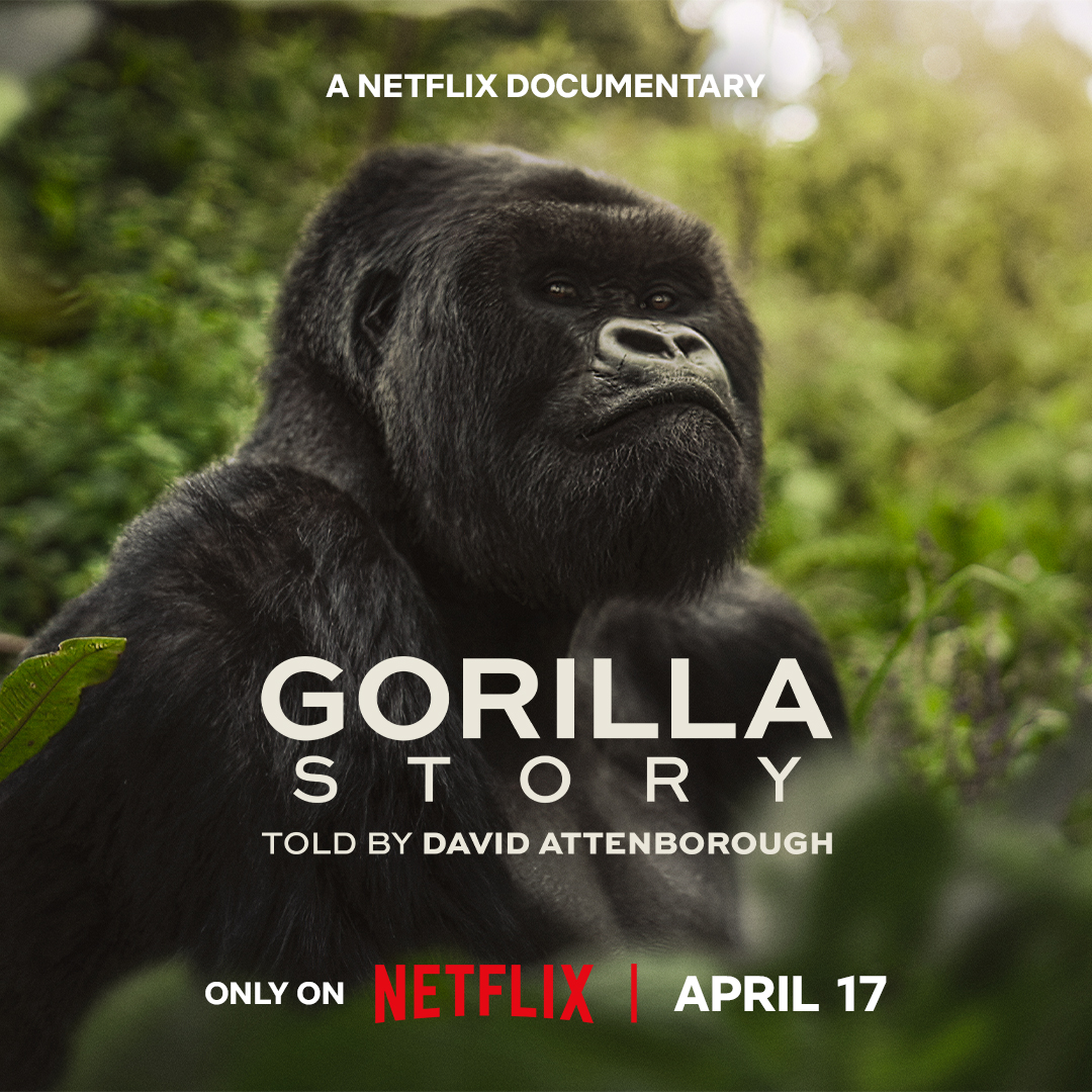 airedelstudios's tweet photo. .@netflix will release 'A Gorilla Story: Told by David Attenborough' on 17th April.

Record &amp; Mix Engineer: Nick Taylor at Air-Edel Studios
Composers: Patrick Jonsson &amp; Richard Collins
Assistant Engineer: Olly Thompson

Trailer: https://t.co/AUQNEMJCRD https://t.co/dV189rOrok