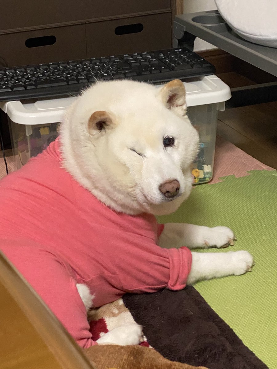 白柴まつ tweet media