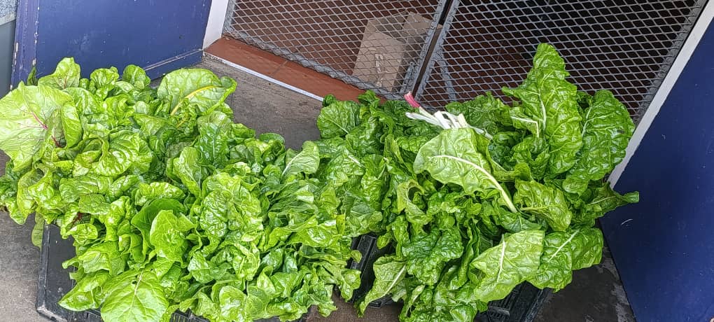 GondwanaLodges's tweet image. Fresh from garden to plate 🌿✨
At Damara Mopane Lodge, our spinach is harvested just steps from the kitchen—crisp, vibrant, and packed with flavour.
This is what sustainable, farm-to-table living tastes like in the heart of Namibia 🇳🇦
gondwana-collection.com/accommodation/…
#FarmToTable