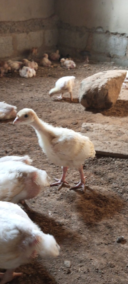 Tope A teacher & A Farmer I Will Never Give Up 💪) tweet media