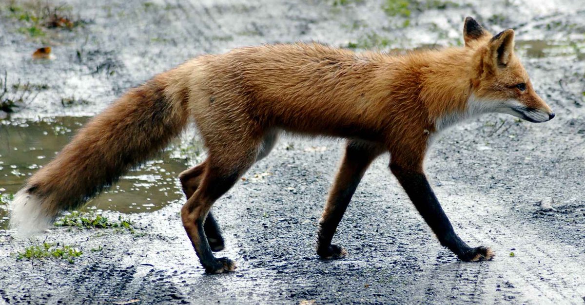 i finally settled on some design updates for my characters. i've taken the fox pill and decided that ALL of my OCs are now foxes. 🦊

Rem? fox.

Matilda? fox.

Truffle? fox (sort of, eevee is a fox right?)

Lionel? DOUBLE fox.

i can't resist their cute ears and fluffy tails.