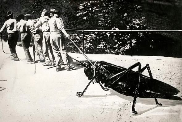 Fake History Hunter tweet media