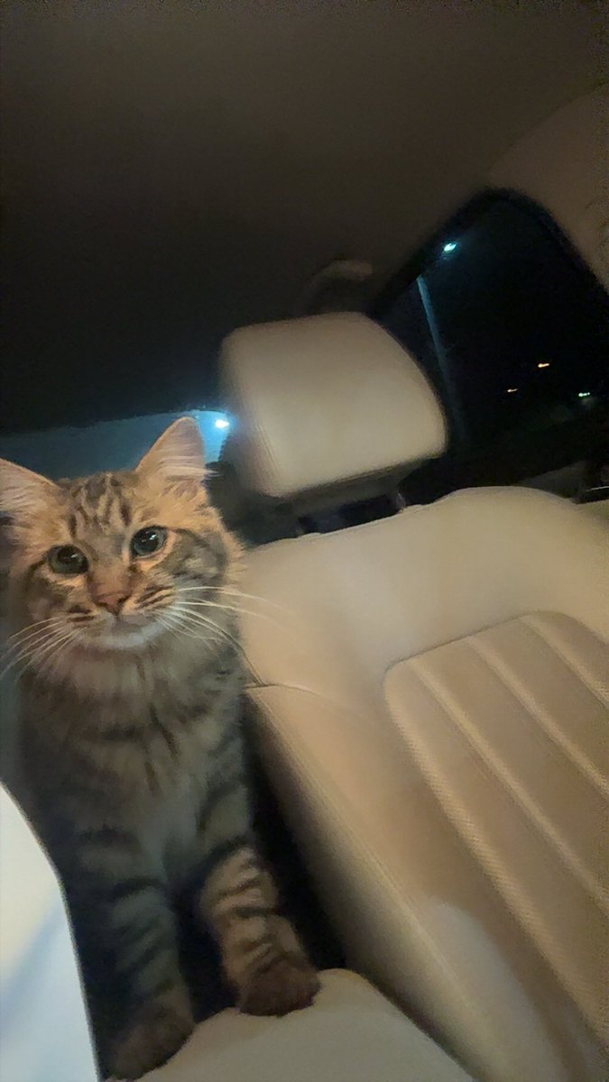 Better call Sultan tweet media