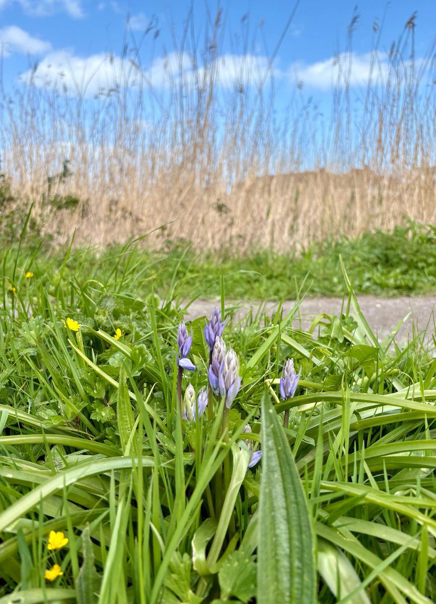 StartBayInn's tweet image. The simple things in life can bring such joy…like beautiful #bluebells beside the Ley about to bloom 🪻⁣
⁣
Spring wild flowers &amp;amp; ferns are so wonderful to see, our hedgerows, verges and woods have burst into colour 🌷🌿⁣
⁣
#SimpleThings #Joy #SpringFlowers #SlaptonLey