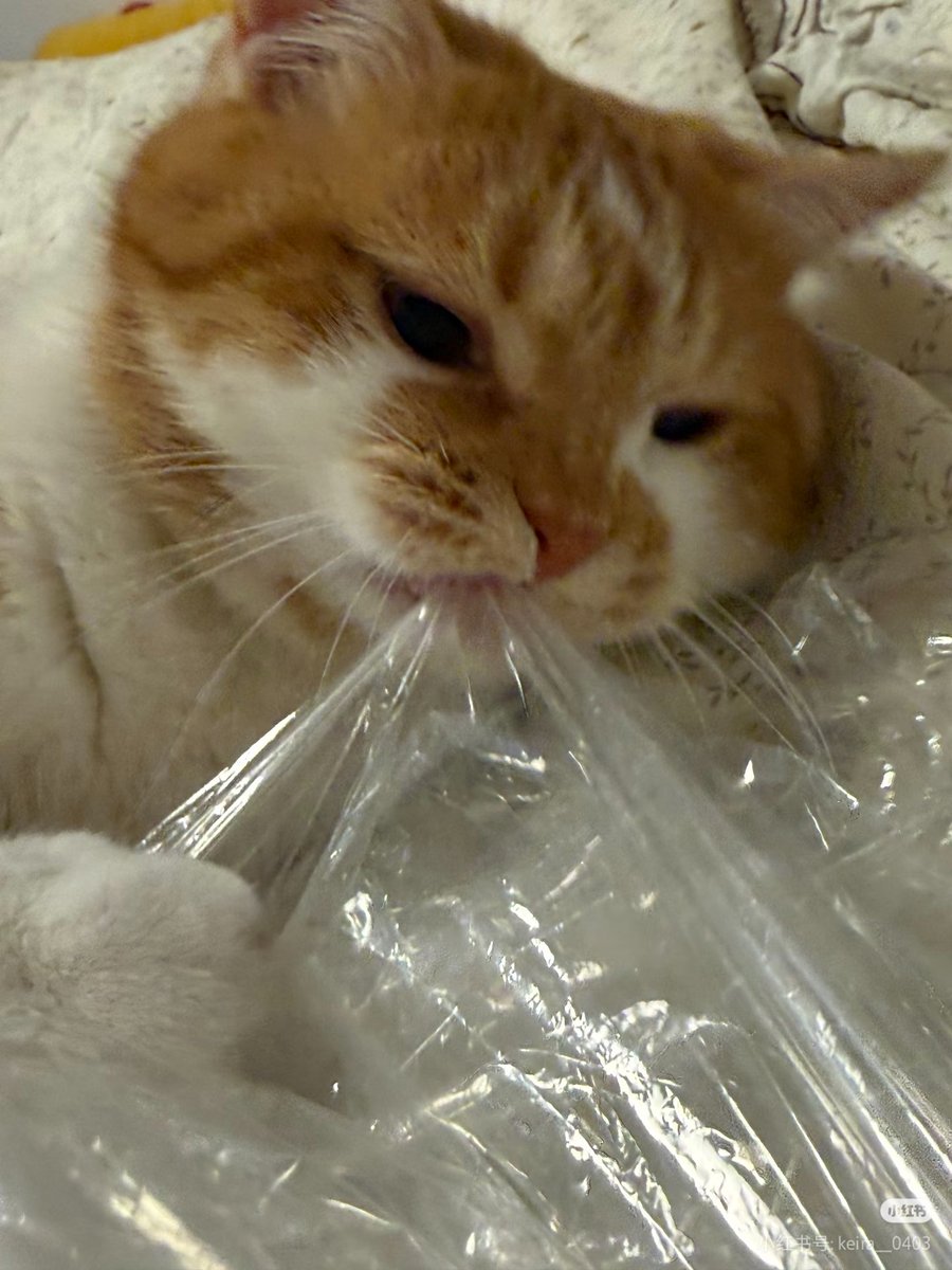 我真的不吃甜啦 tweet media