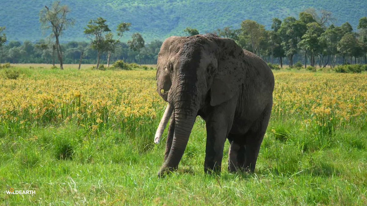 WildEarth tweet media