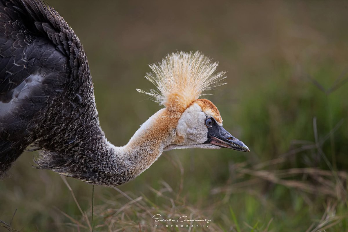 Sudipta Chakraborty Photography tweet media