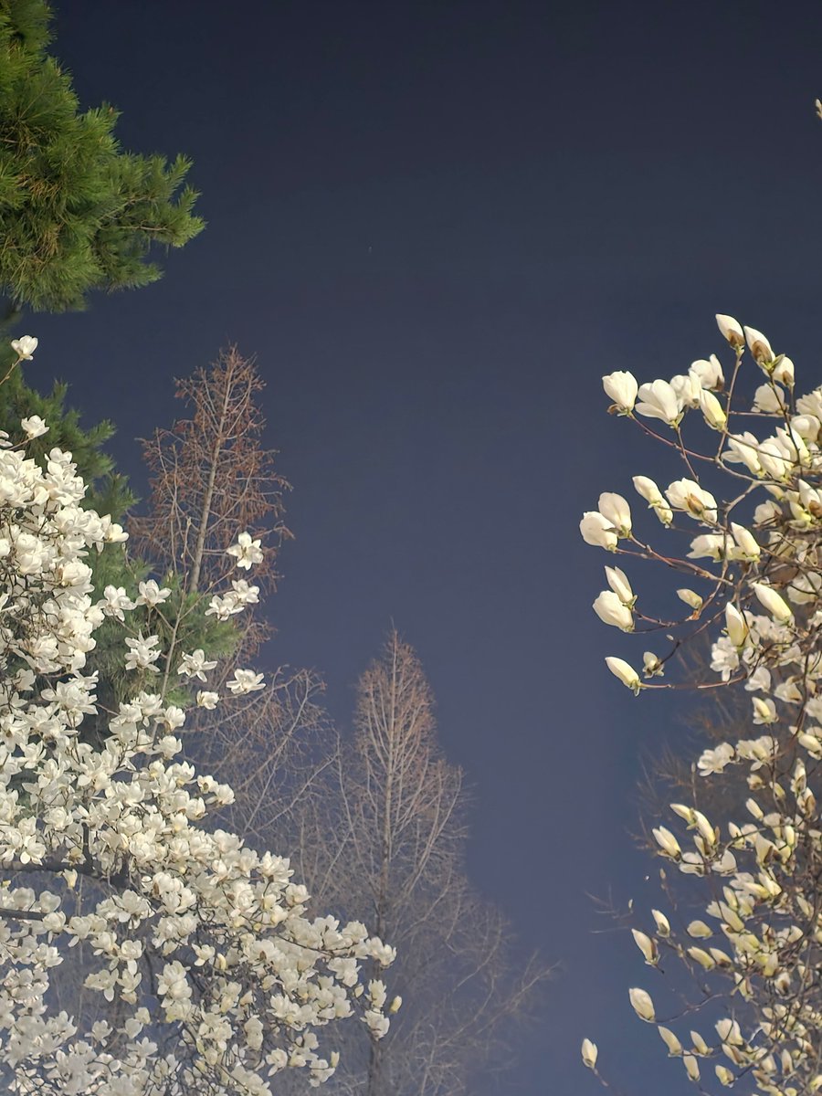 꽃희ㅋl tweet media