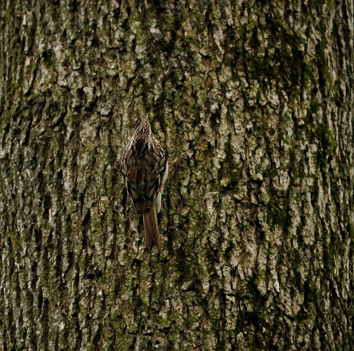 Above96th's tweet image. The Brown Creepers are here! These tiny passerine birds hunt for insects while climbing up tree trunks. As you can see (maybe), these birds have superb camouflage! 😎😎😎 #Creeper #CentralPark #birdcpp