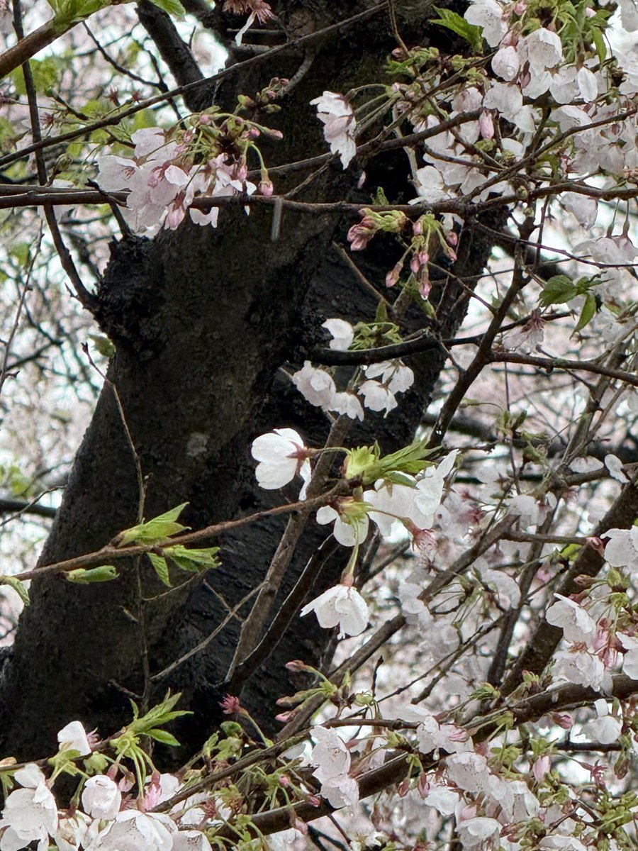 kazumifit's tweet photo. 今日の海老川の桜。
雨と風で散ってしまわないか心配でしたが、しっかり咲いていてひと安心。
もう少し楽しめそうですね🌸

#海老川 #桜 #船橋の春 #鈴木和美 #船橋市議会議員 https://t.co/79LKTGESf1